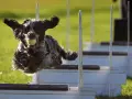 Szkolenie border collie: pies skacze przez przeszkody z piłką w pysku, uszy rozwiane na wietrze.