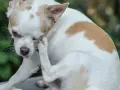 Chihuahua z ektropium u psa, która drapie się łapą po oku.