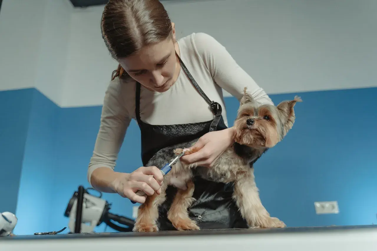 Stylistka przycina pazury u psa rasy Yorkshire Terrier. Dbałość o każdy szczegół, by pies czuł się komfortowo.