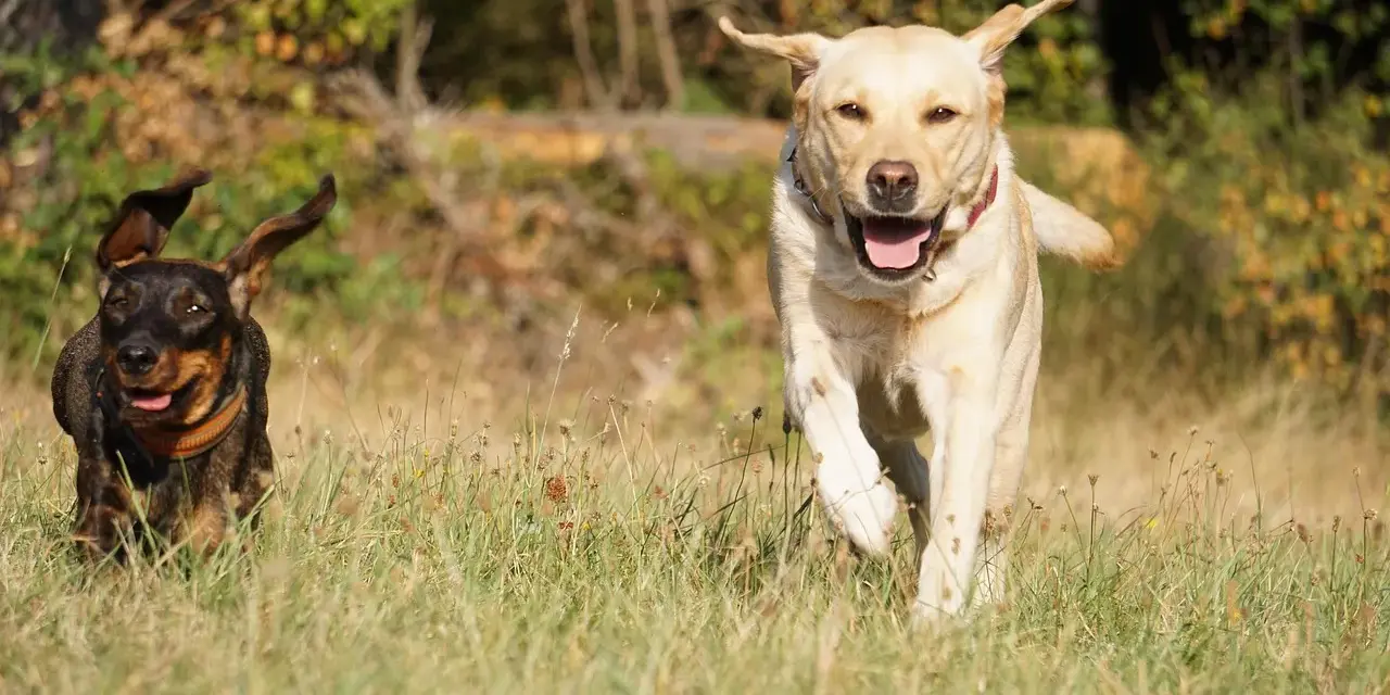 Jamnik i labrador biegną przez łąkę, ciesząc się słońcem.
