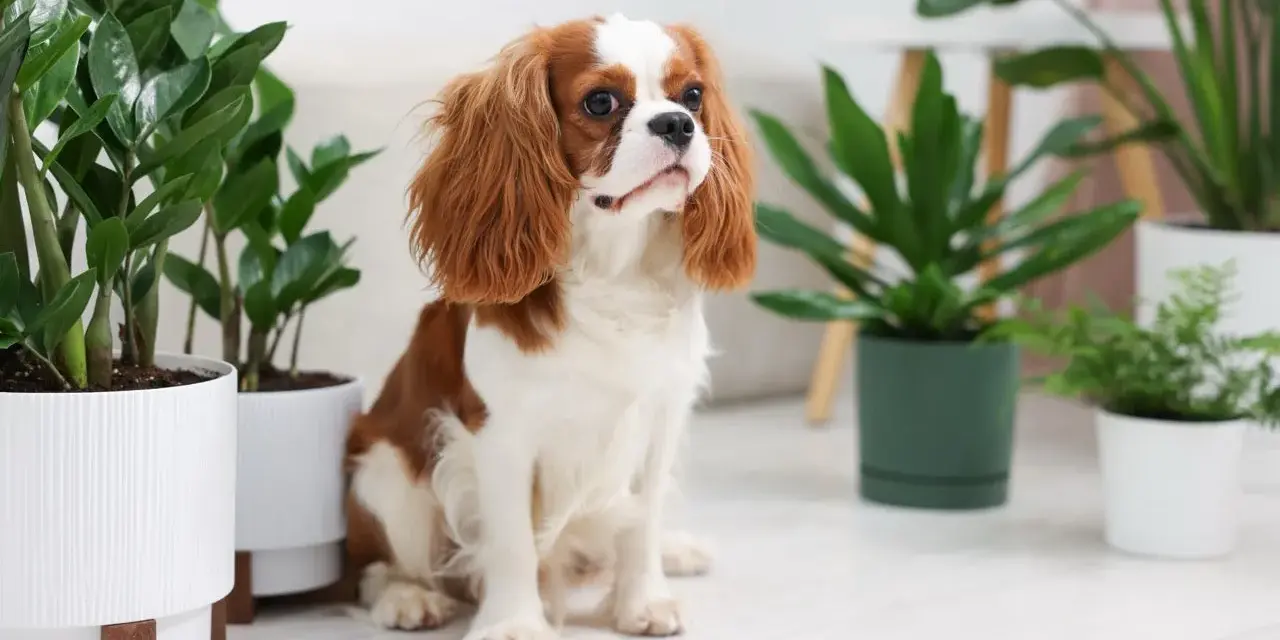 Uroczy piesek Cavalier King Charles Spaniel siedzi wśród roślin doniczkowych. Czy fikus jest trujący dla psa? Ta roślina jest bezpieczna.
