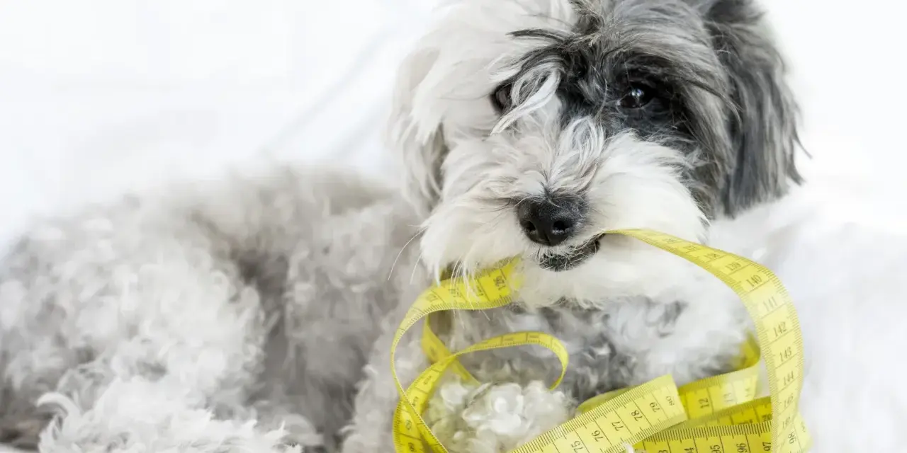 Puszysty piesek trzyma w pysku miarkę krawiecką, jakby szukał idealnej tabeli żywienia shih tzu.