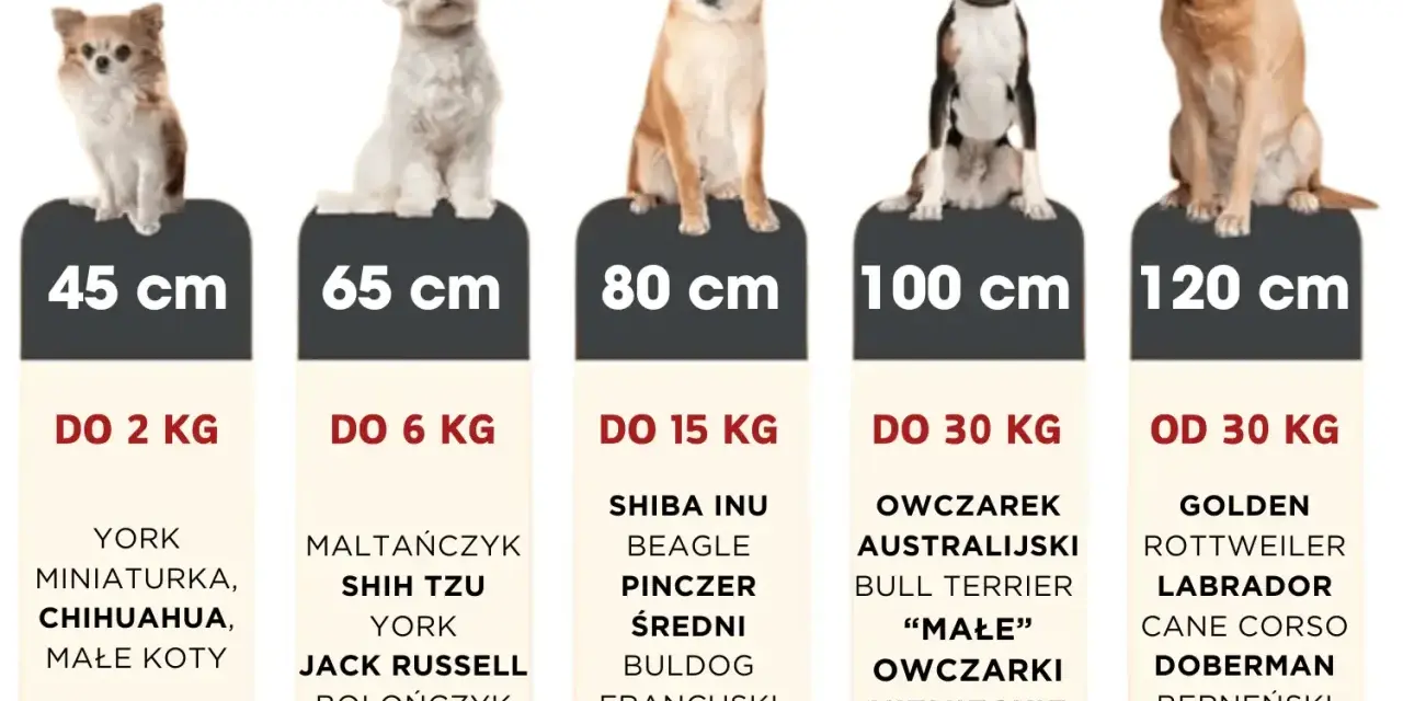 Idealne legowisko dla labradora i innych dużych psów. Tabela rozmiarów od 45 do 120 cm.