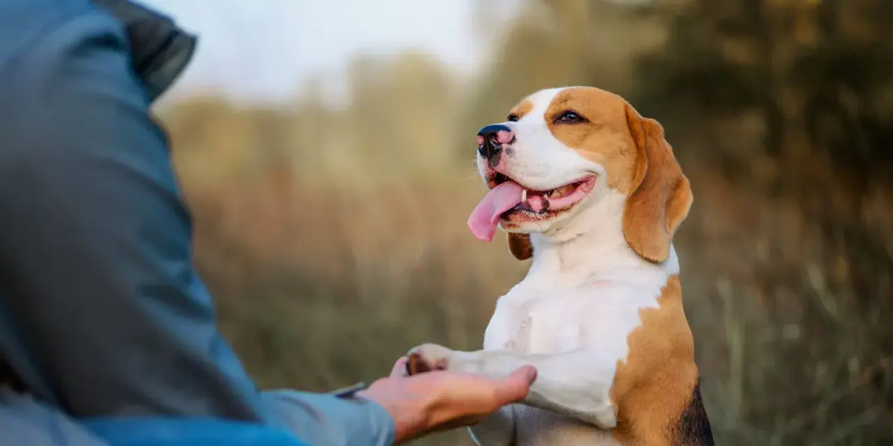 Szczęśliwy beagle podaje łapę, ucząc się komendy "daj głos". Trening z psem na świeżym powietrzu.