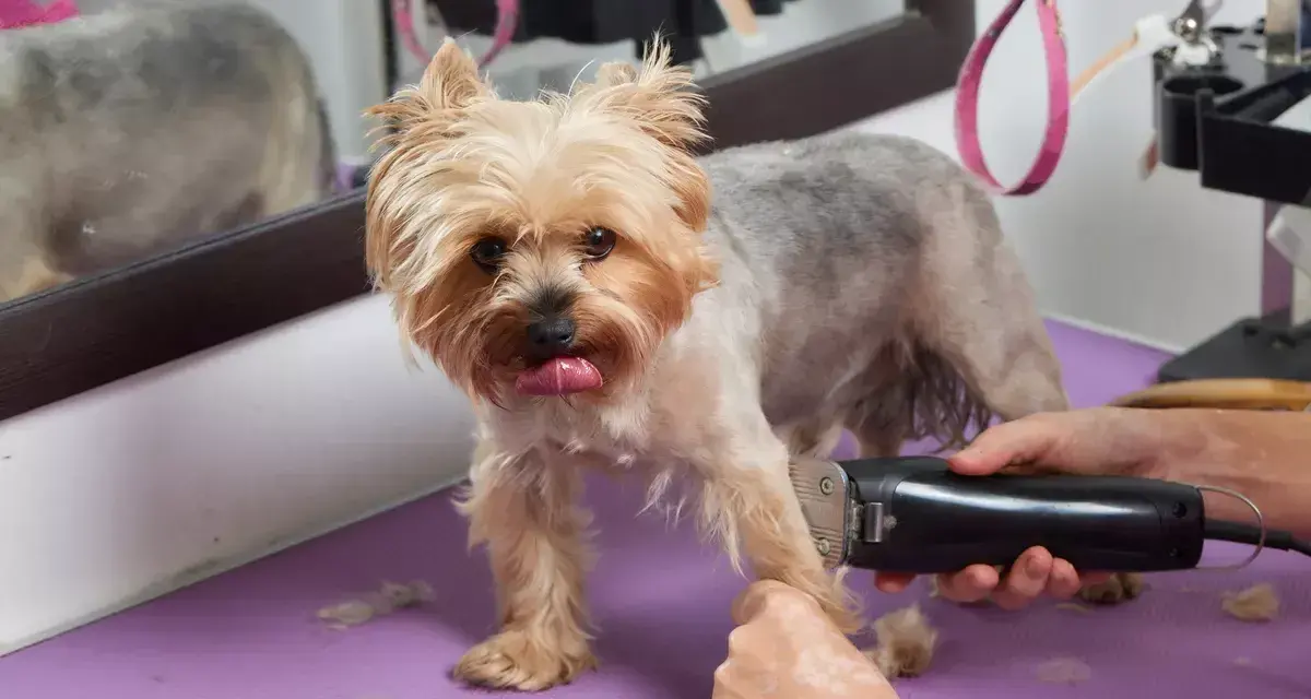 Yorkshire terrier na stole groomerskim, któremu przycinane są łapki. Widać maszynkę do strzyżenia i sierść na fioletowej macie.