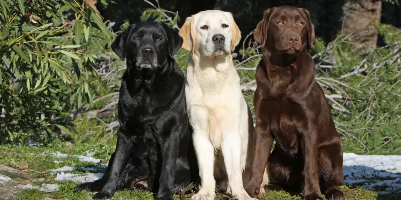 Trzy labradory: czarny, biszkoptowy i czekoladowy, siedzą obok siebie. Marzą o domu, ich labrador adopcja to szansa na szczęśliwe życie.
