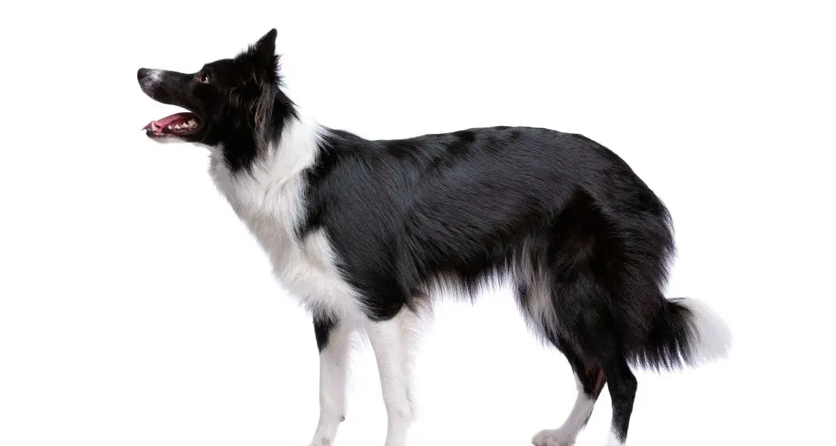 Czarny pies pasterski, border collie, z białymi znaczeniami, stoi na białym tle, gotowy do akcji.