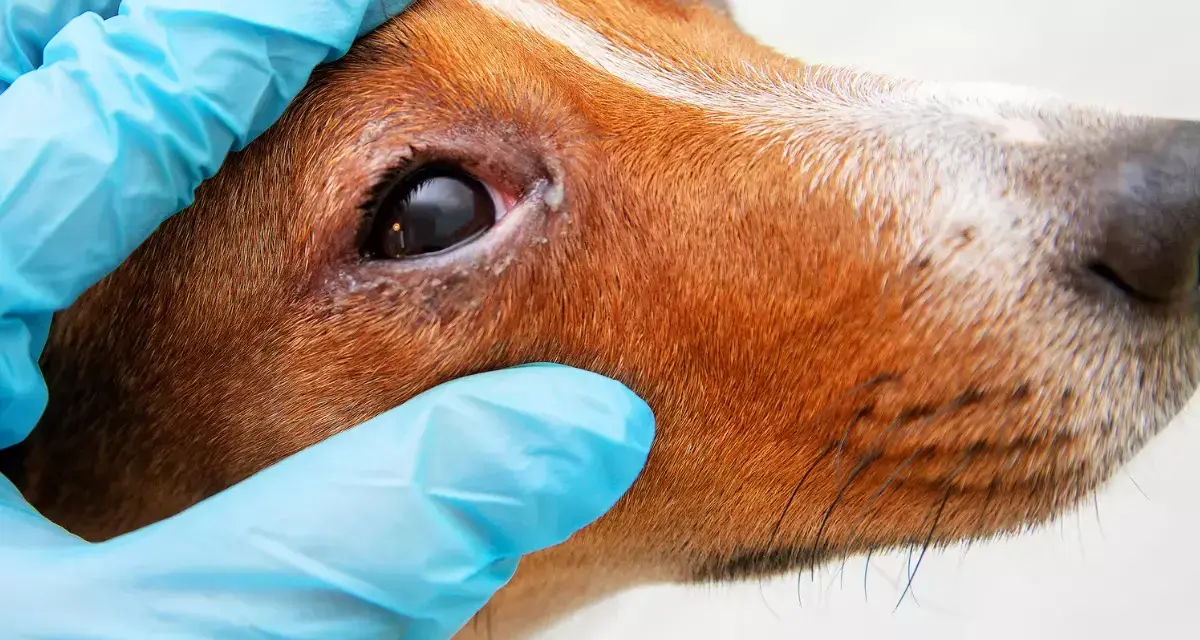 Wet, inflamed eye area on a dog, indicating potential jaskra u psa objawy. Wet, inflamed eye area on a dog, indicating potential jaskra u psa objawy.