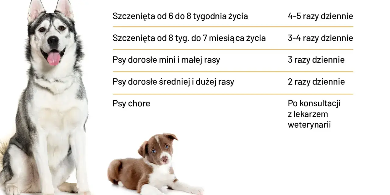 Ile karmy dla psa? Tabela podpowiada, jak karmić szczenięta i dorosłe psy różnych ras, a także chore.