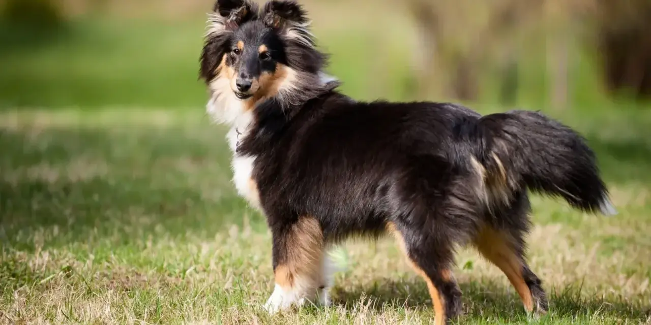 Shetland sheepdog na trawie, gotowy do nauki sztuczek, jak nauczyć psa obrót.