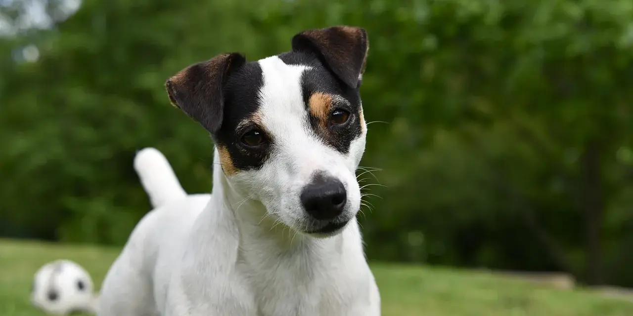 Uroczy jack russell terrier tricolor z zaciekawieniem spogląda w obiektyw, podczas gdy w tle czeka piłka do zabawy.