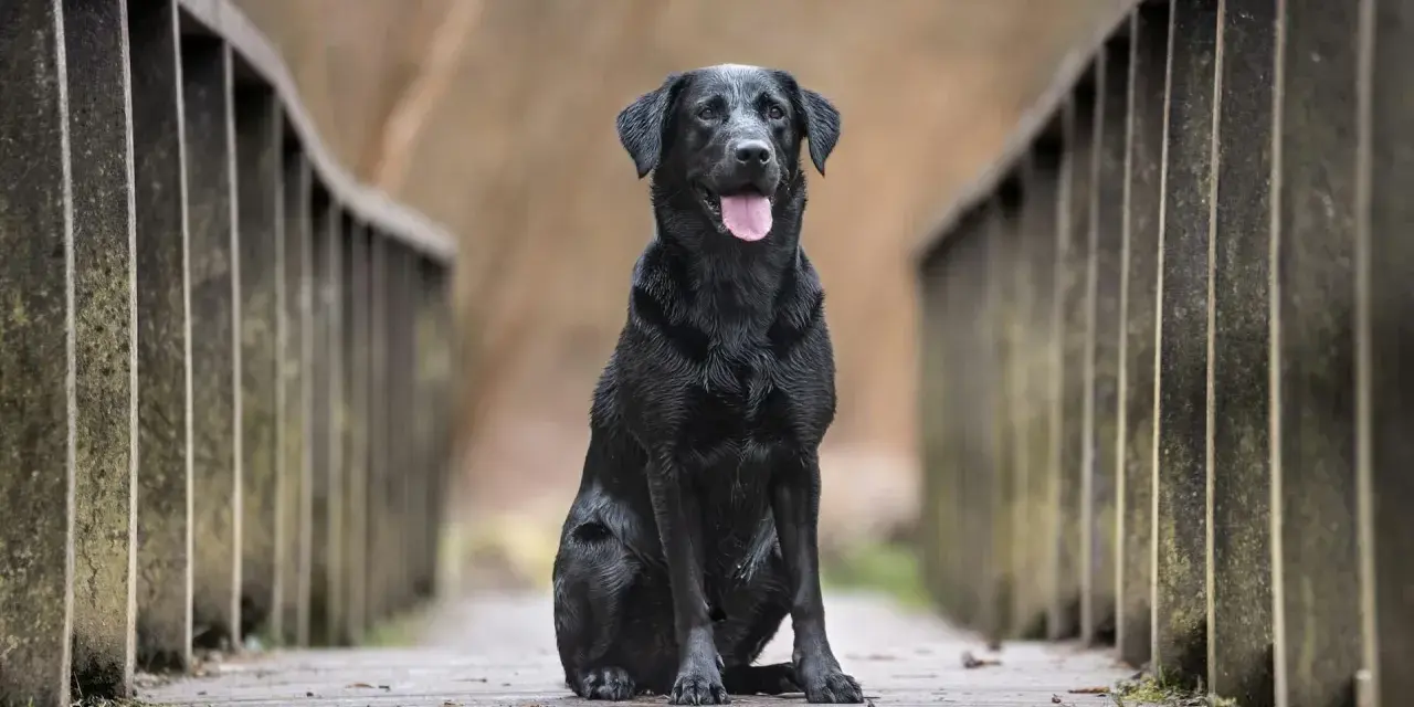 Czarny labrador siedzi na drewnianym moście. Zastanawiasz się, ile żyją labradory? Ten pies wygląda na zdrowego i szczęśliwego.