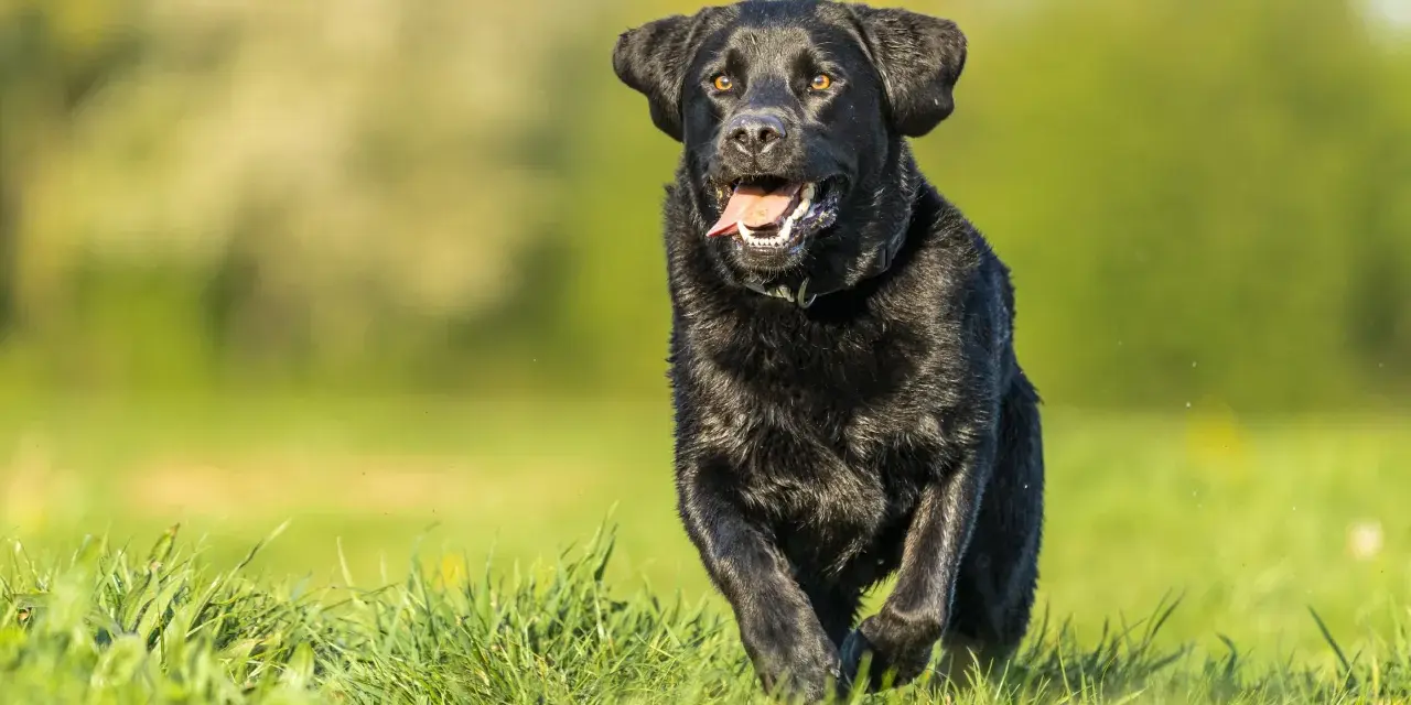 Radosny czarny labrador, suka, biegnie przez zieloną trawę, z językiem na wierzchu, w słoneczny dzień.
