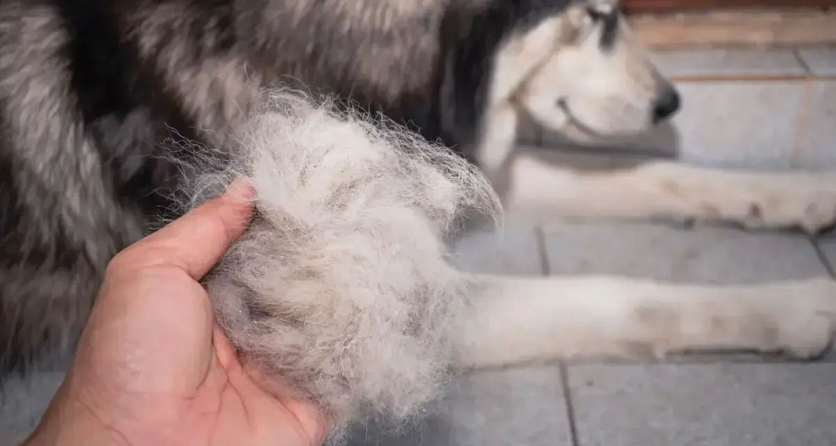 Ręka trzyma kłębek sierści, który wypadł z husky. Pies leży obok, przygotowany do czesania.