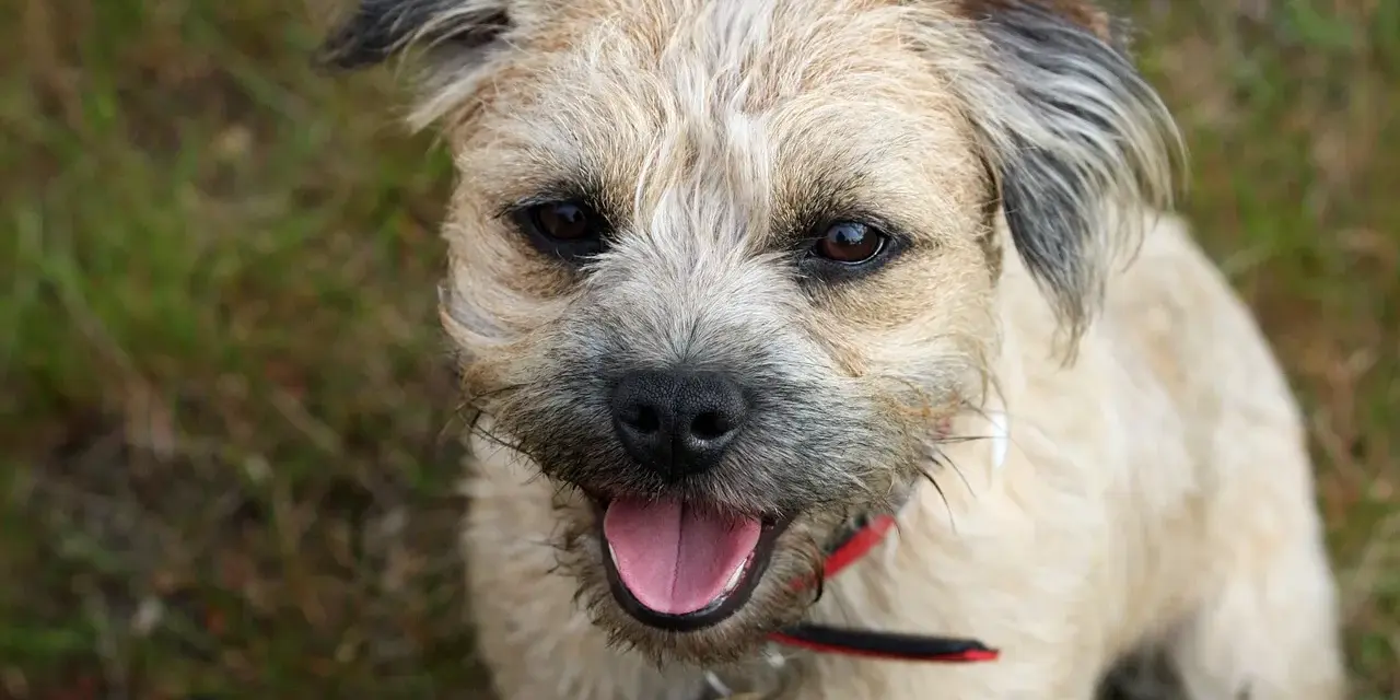 Uśmiechnięty border terrier z językiem na wierzchu, wesoło patrzy w obiektyw.