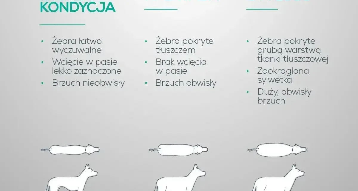Otyły pies ma żebra pokryte grubą warstwą tłuszczu, zaokrągloną sylwetkę i duży, obwisły brzuch.
