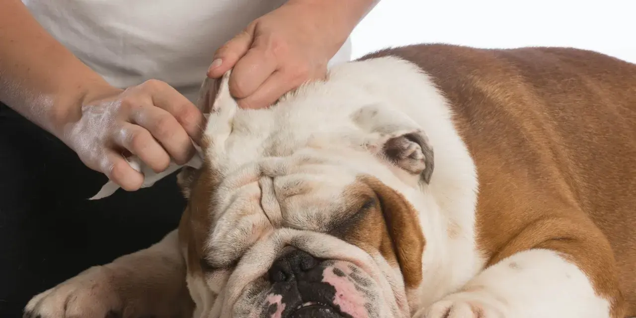 Delikatne czyszczenie uszu buldoga, który ma ciepłe uszy.