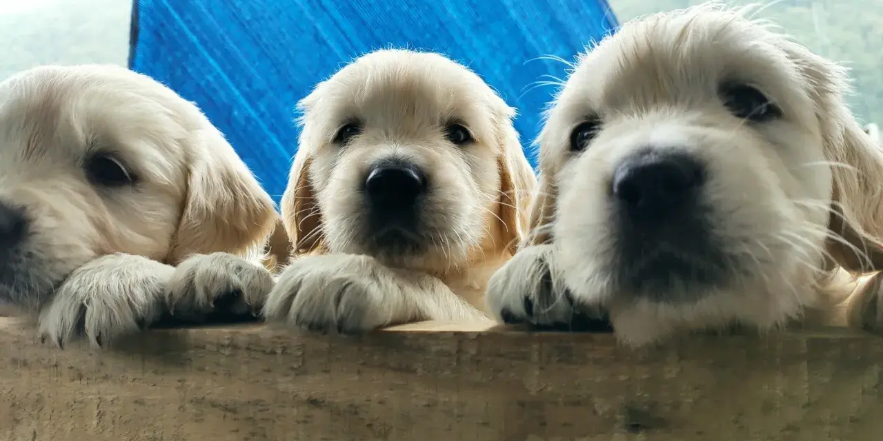 Trzy urocze szczenięta golden retriever z hodowli psów wyglądają zza drewnianej barierki.