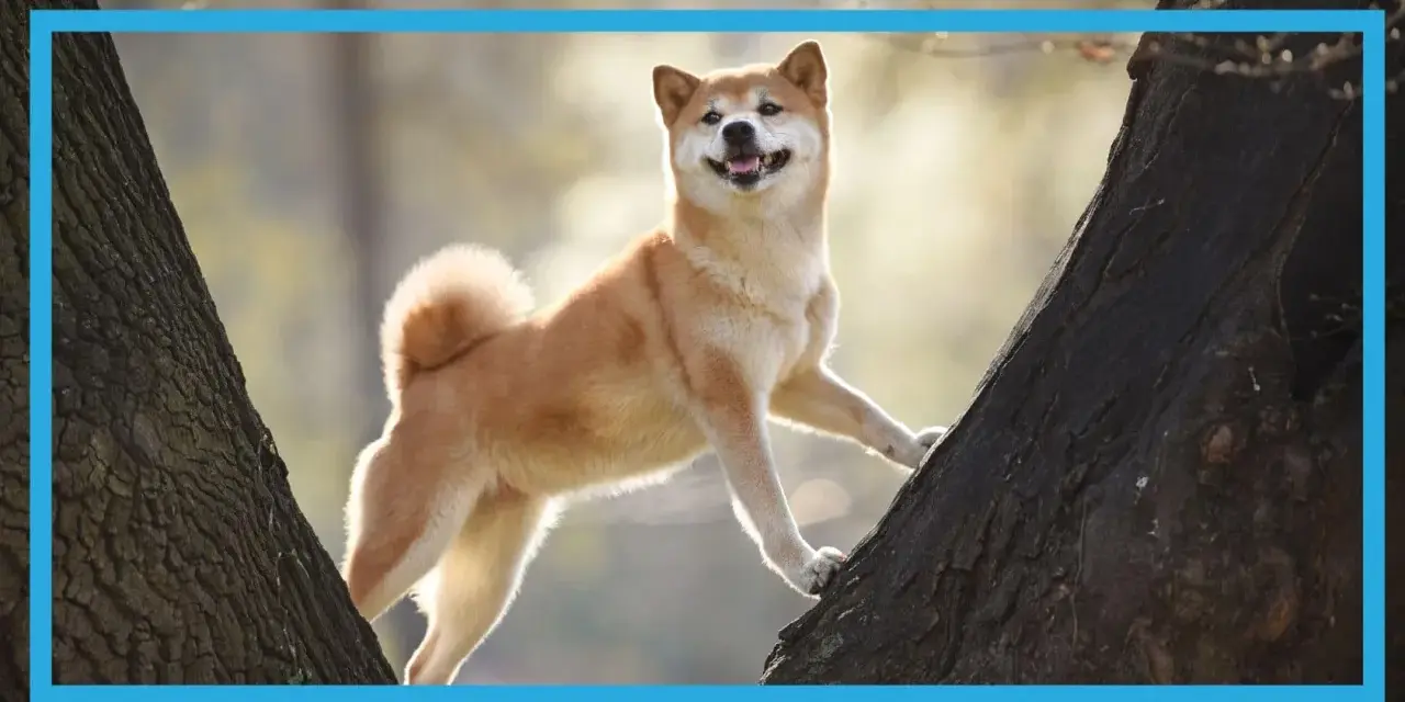 Radosny pies rasy Shiba Inu wspina się po drzewie. Idealne targetowanie pies dla miłośników przyrody i czworonogów.