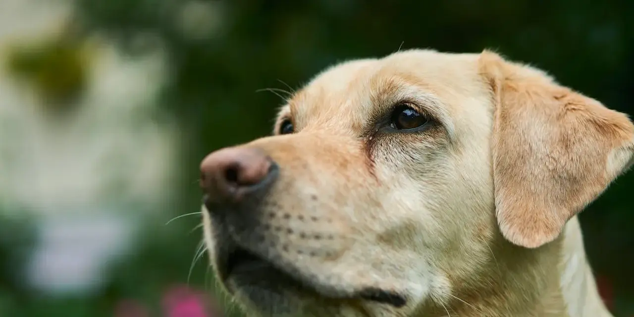 Uważny labrador podczas szkolenia, z zaciekawieniem patrzy w górę.