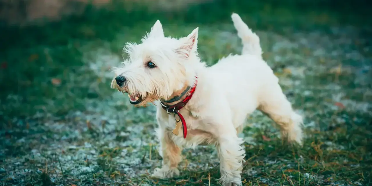 West highland white terrier z zaciekawieniem obserwuje otoczenie.