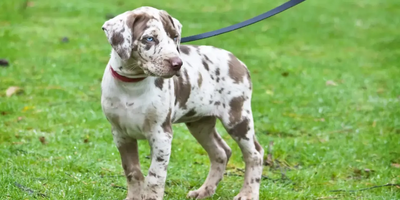 Młody pies rasy catahoula leopard z niebieskimi oczami i cętkowanym futrem stoi na mokrej trawie, na smyczy.