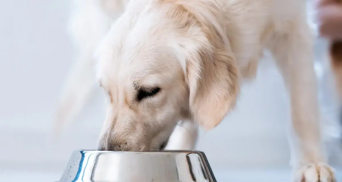 Złoty retriever je z miski. Czy pies może jeść wątróbkę? Tak, ale z umiarem.