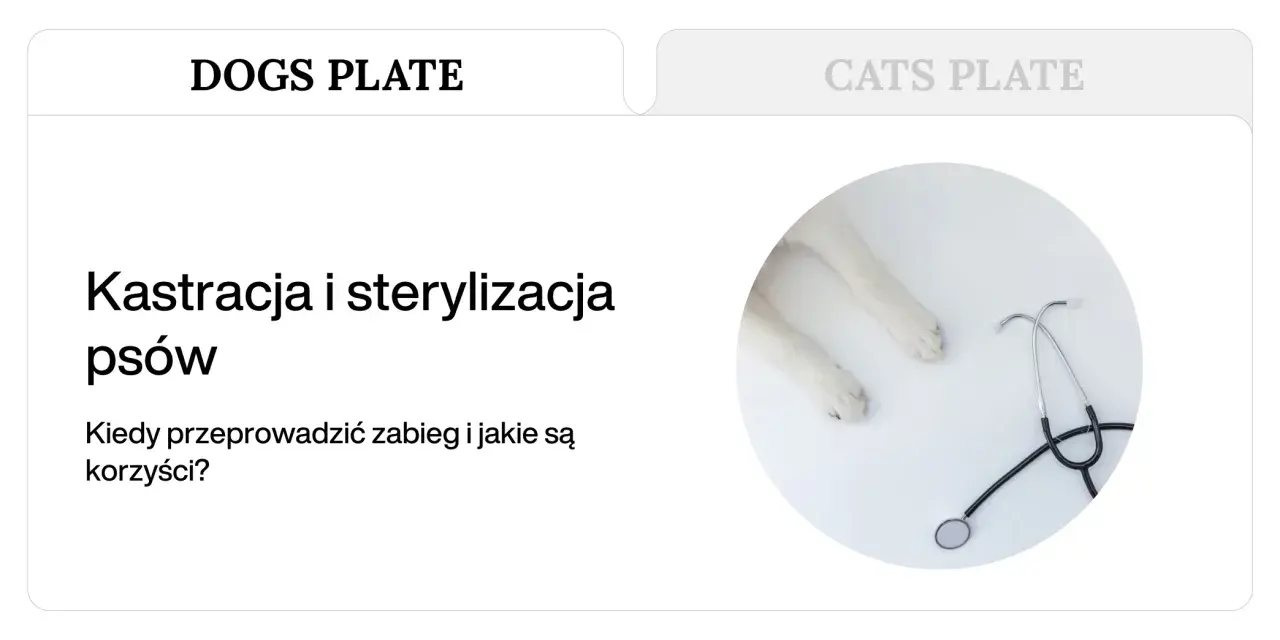 Kastracja psów i sterylizacja. Białe łapki psa i stetoskop na białym tle. Kiedy wykonać zabieg i jakie są korzyści?