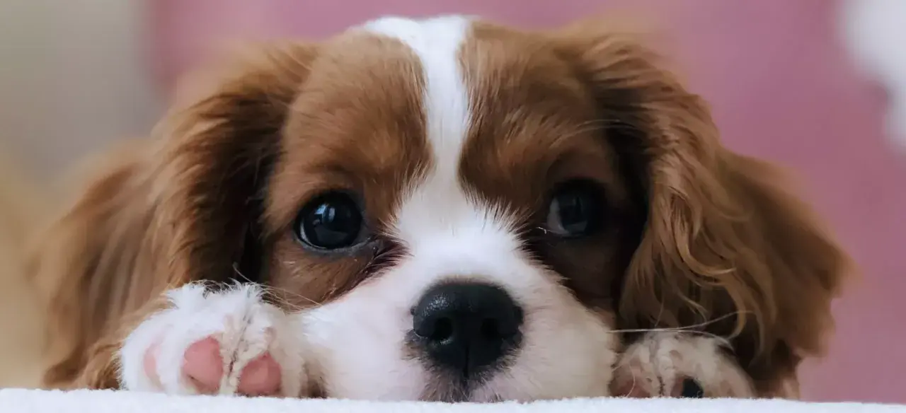 Uroczy szczeniak rasy Cavalier King Charles Spaniel z wielkimi, błyszczącymi oczami i różowymi łapkami.