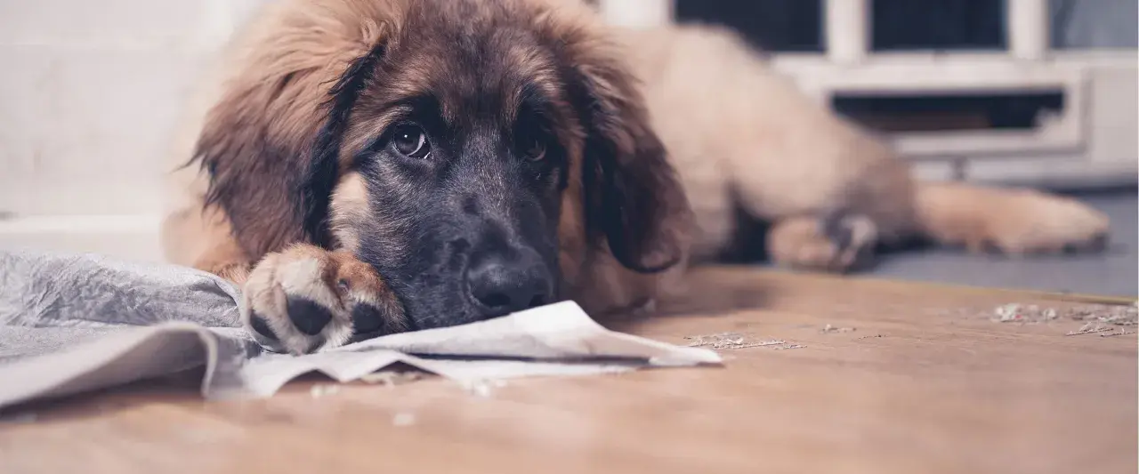Smutny piesek leży na podłodze, obok niego leży papier. Może szuka rozwiązania, czym pryskać żeby pies nie sikał w domu.