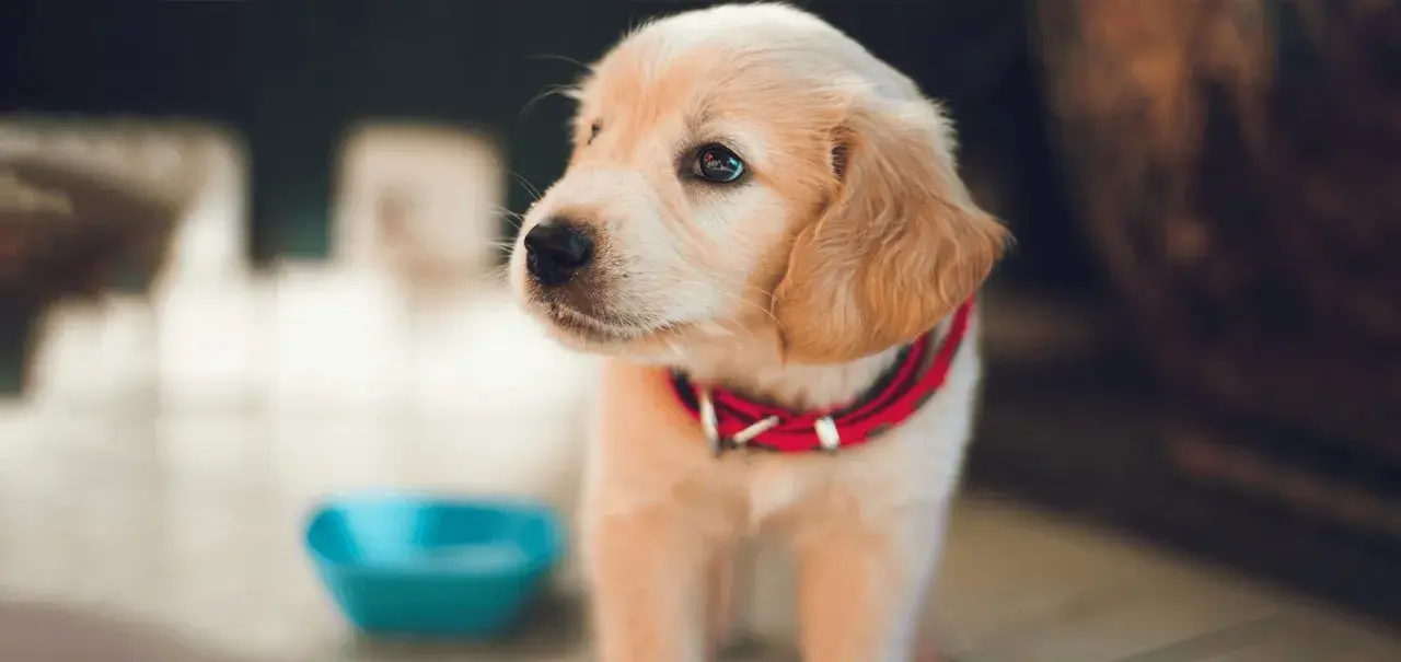 Uroczy szczeniak golden retriever w czerwonej obroży obok niebieskiej miski. Podstawy jak wychować szczeniaka.