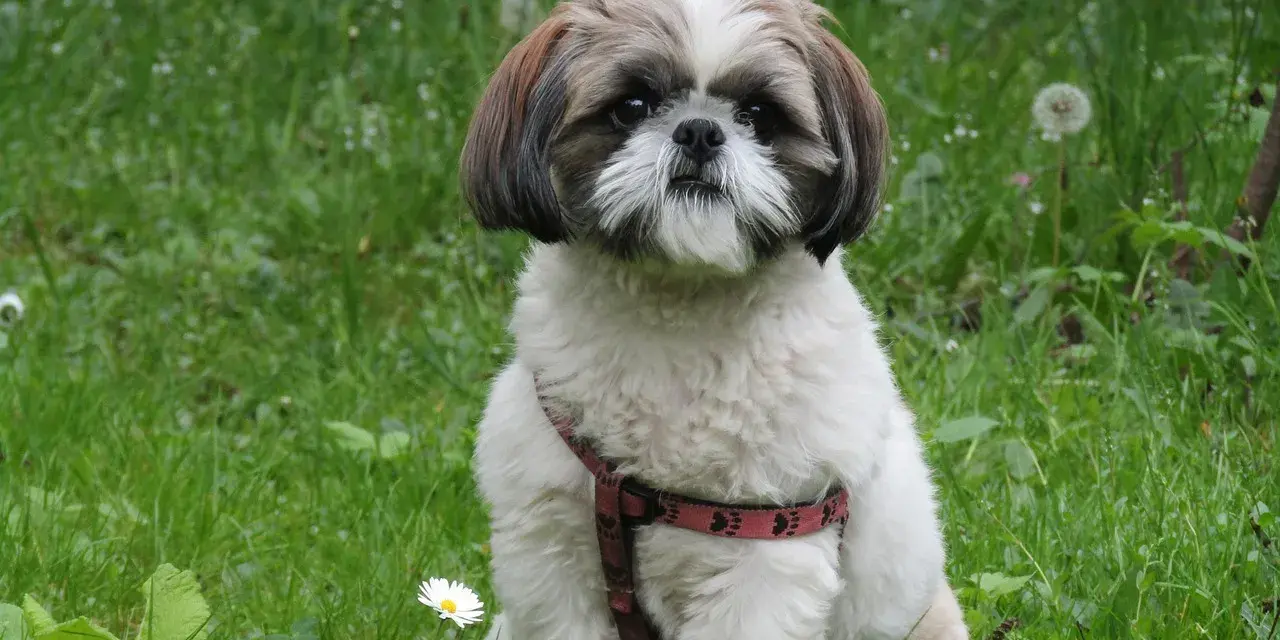 Uroczy shih tzu w czerwonej obroży siedzi na trawie. Pielęgnacja shih tzu to przyjemność, gdy pies jest tak zadbany.