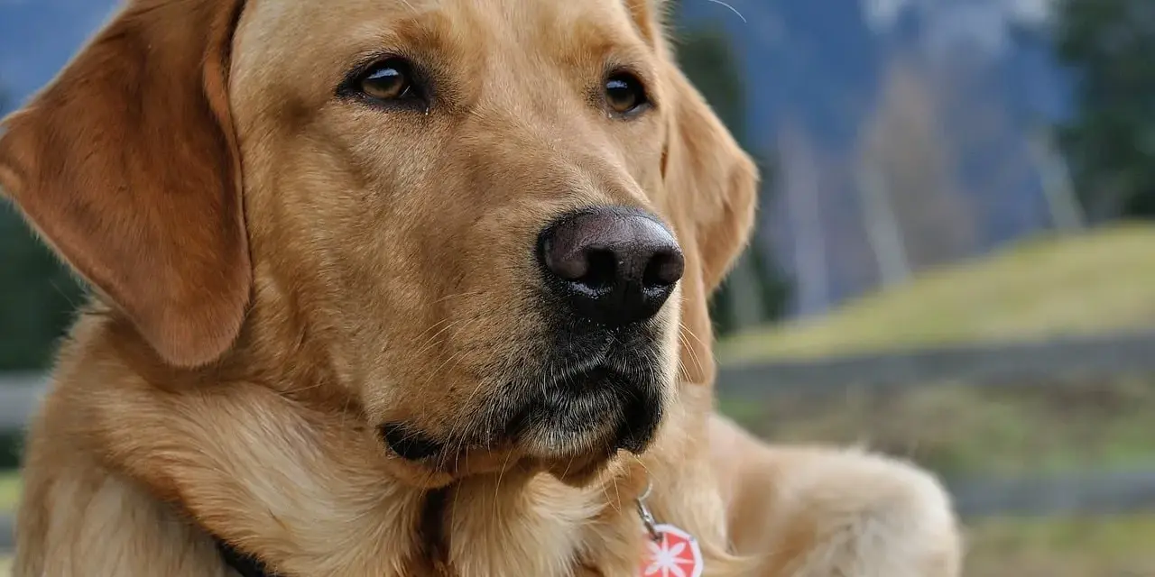 Zamyślony labrador w bloku, z zaciekawieniem spogląda w dal. Jego złote futro lśni w słońcu, a na szyi wisi czerwona obroża z zawieszką.
