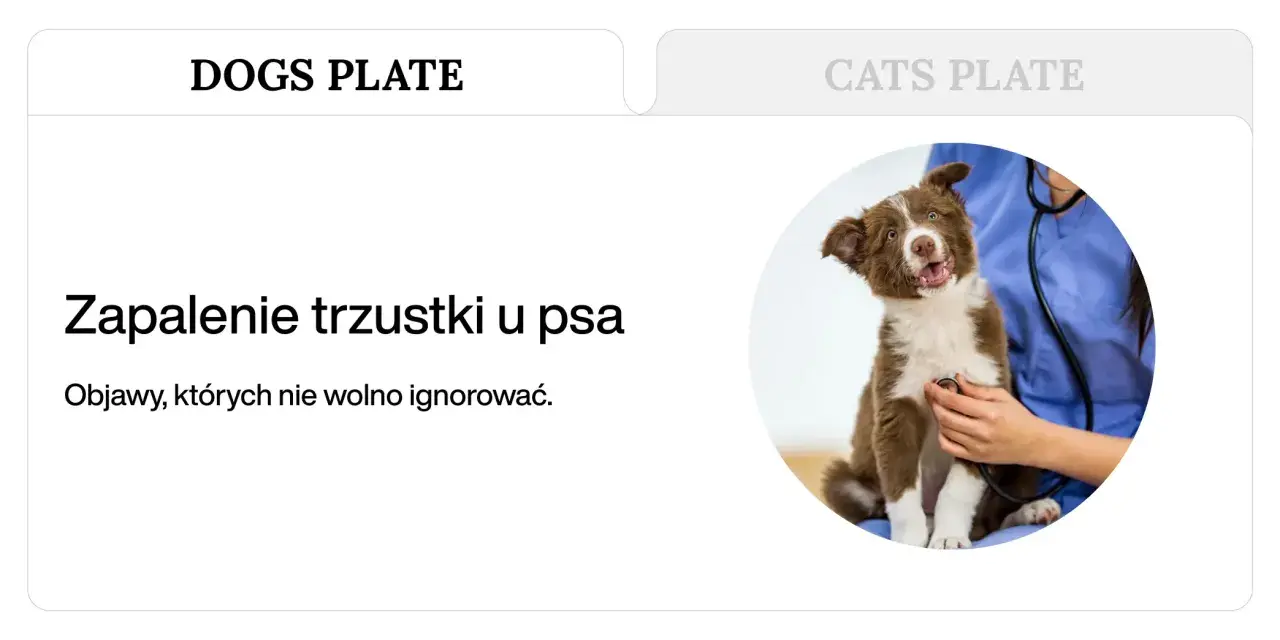 Uroczy piesek u weterynarza. Temat: zapalenie trzustki u psa, śmiertelność. Objawy, których nie wolno ignorować.