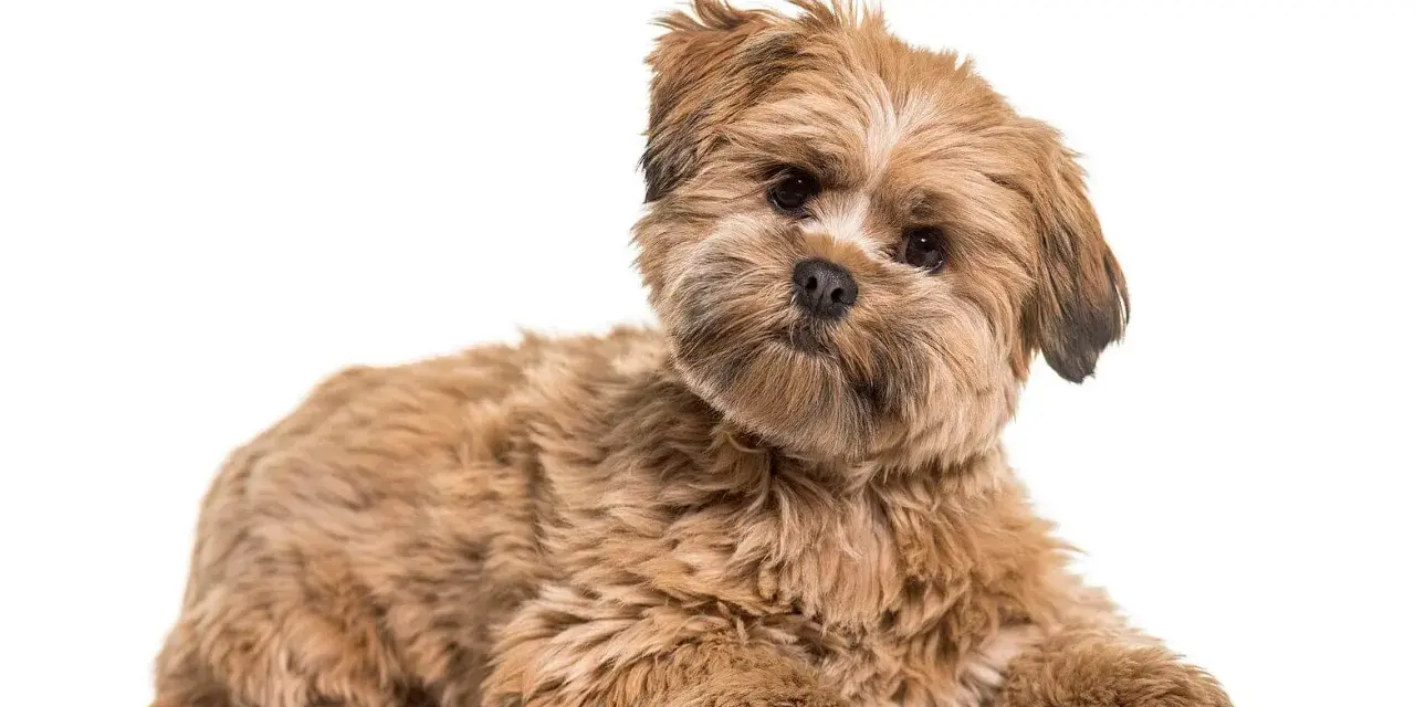 Uroczy lhasa apso o brązowym futrze leży na białym tle, z zaciekawieniem patrząc w obiektyw.