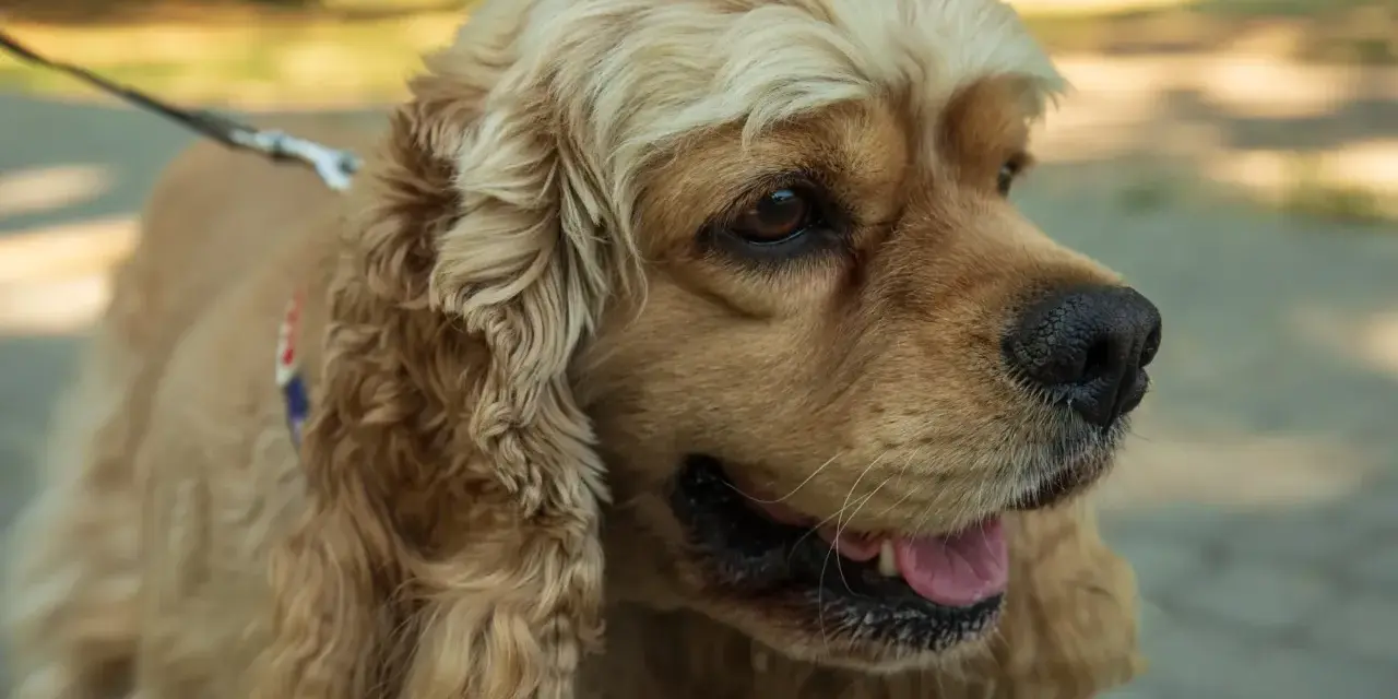 Uroczy cocker spaniel na spacerze. Jego waga jest idealna, by biegać po parku.