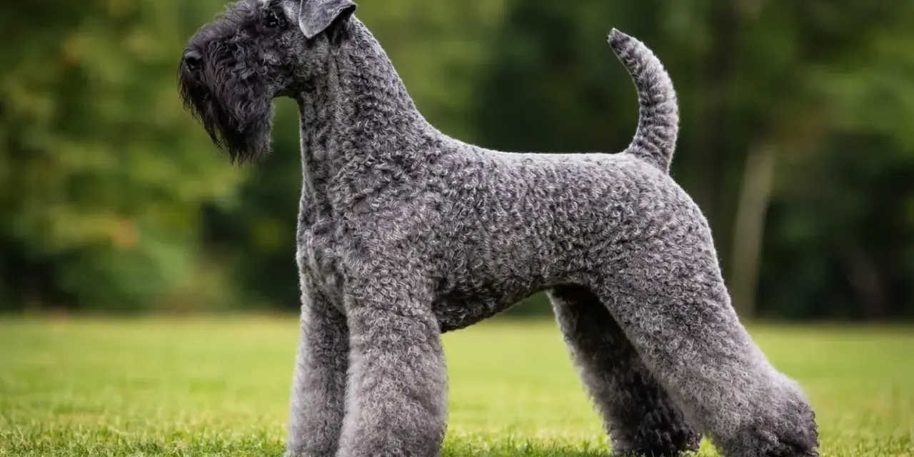 Elegancki kerry blue terrier z charakterystyczną brodą, prezentuje się dumnie na zielonej trawie.