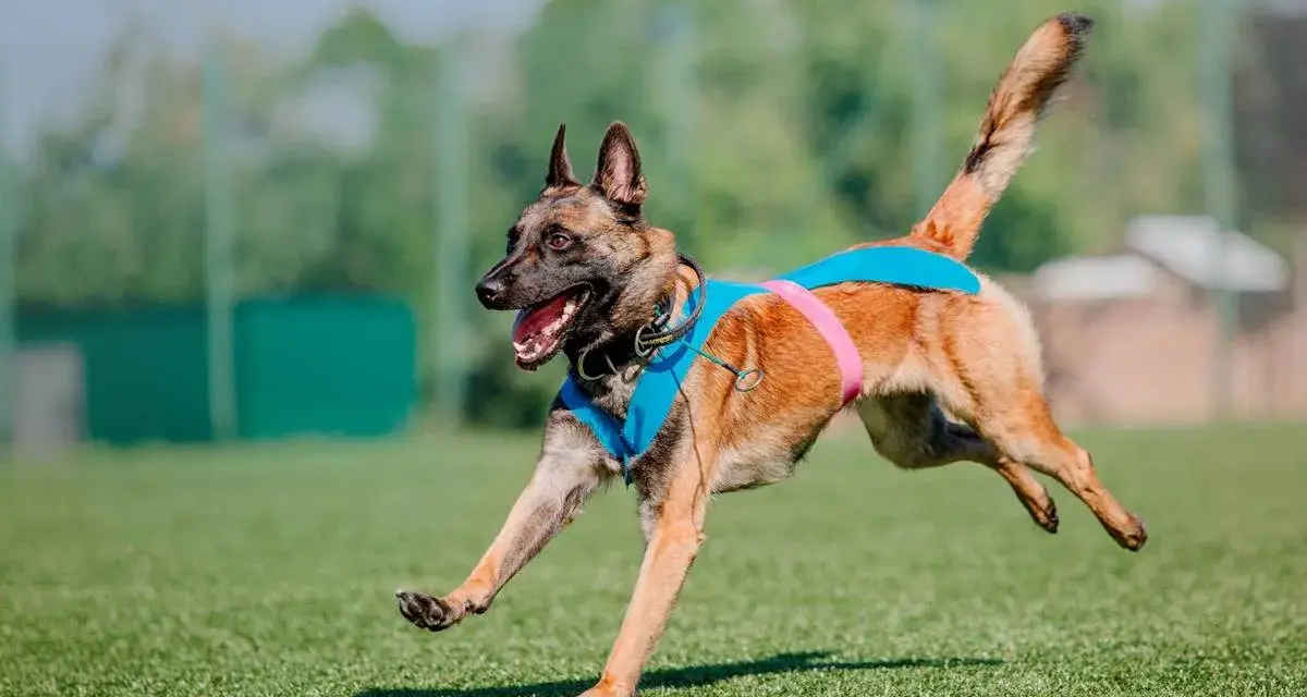 Pies malinois w niebieskiej kamizelce biegnie po trawie. Słuch psa jest wielokrotnie lepszy od ludzkiego, co pozwala mu usłyszeć dźwięki z daleka.