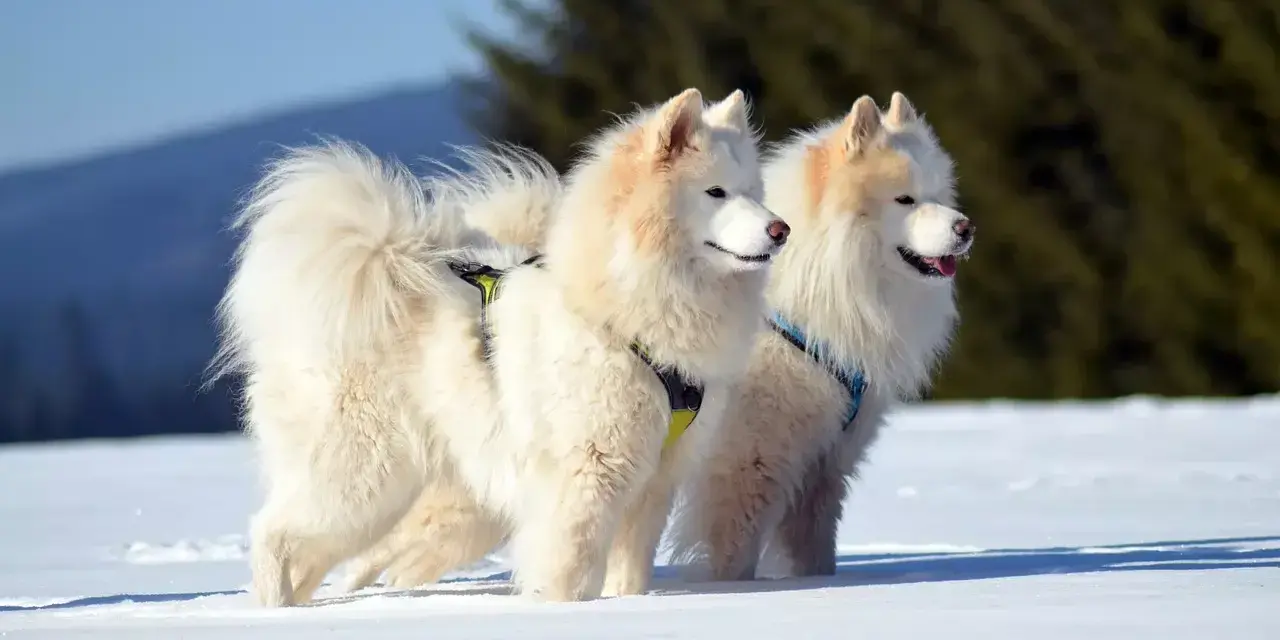 Dwa białe samoyedy, z lekko brązowym nalotem na uszach, stoją na śniegu.