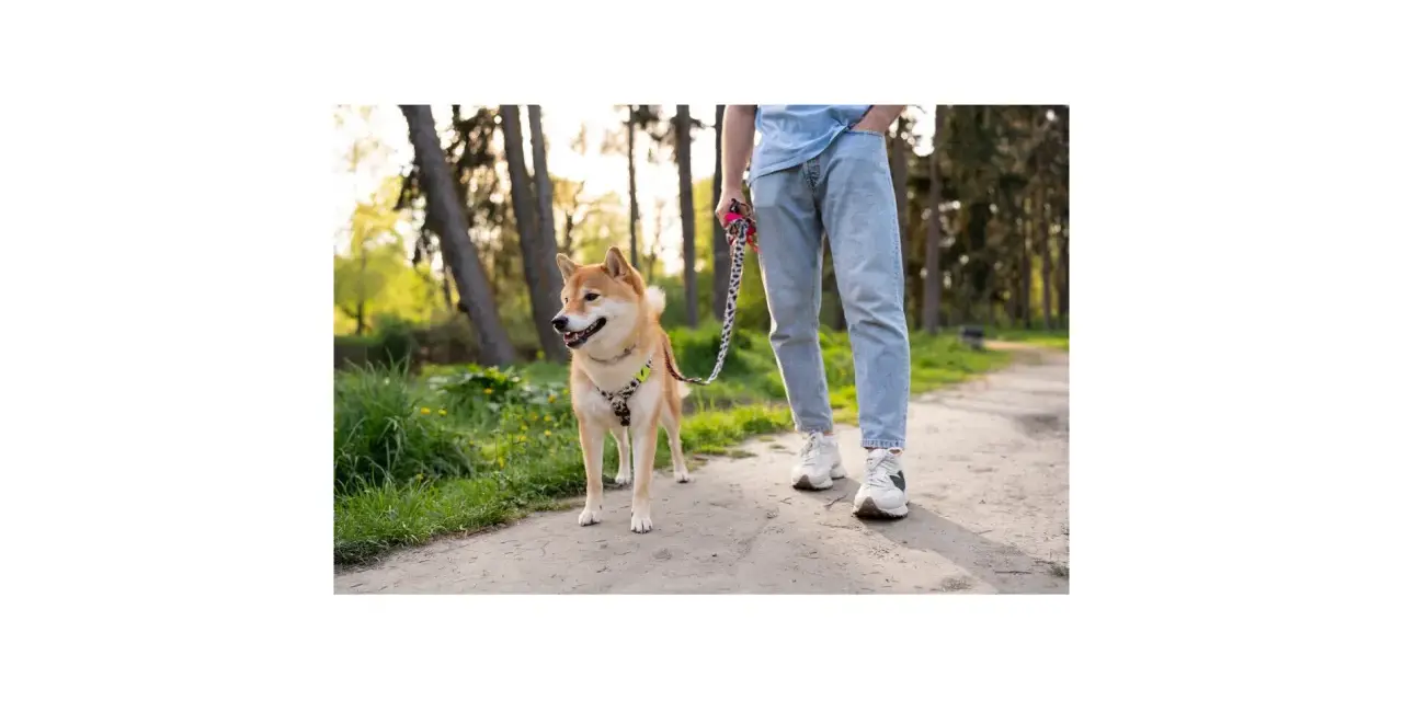 Shiba Inu na smyczy w parku. Jak nauczyć psa chodzić na smyczy? Trening na świeżym powietrzu.