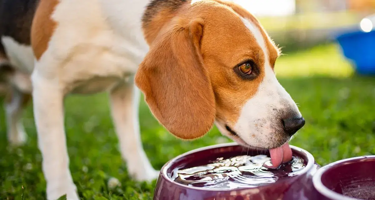 Beagle pije wodę z miski w upalne dni, by ugasić pragnienie.