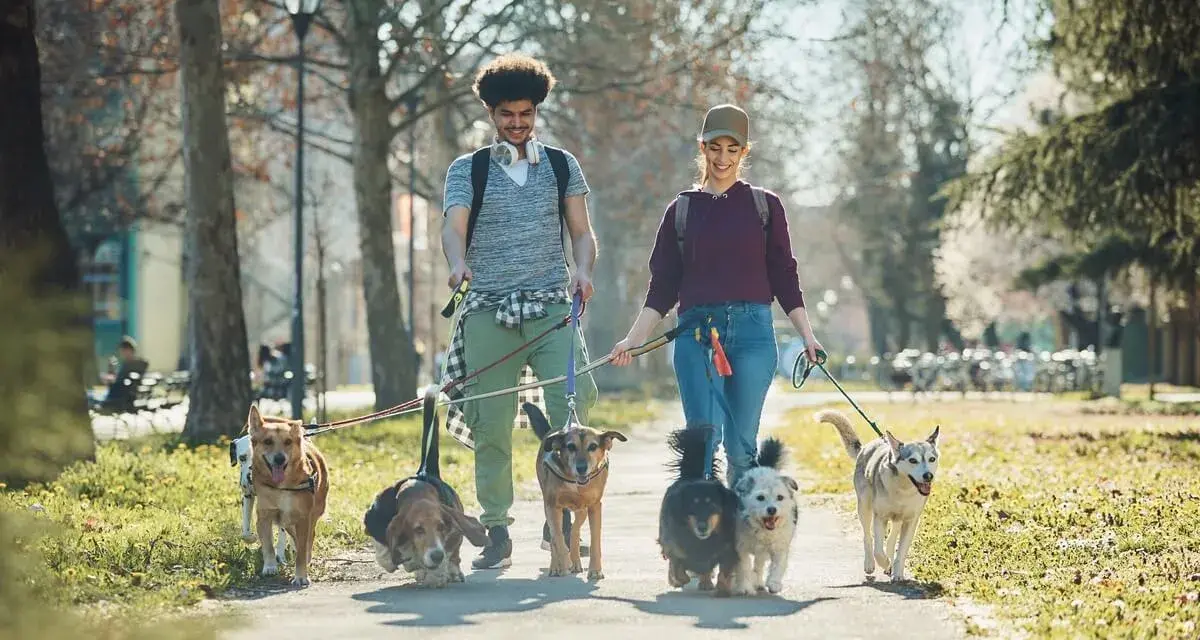 Spacer po parku w Krakowie z psem to świetna sprawa! Para spaceruje z gromadką radosnych psów, ciesząc się wiosennym dniem.