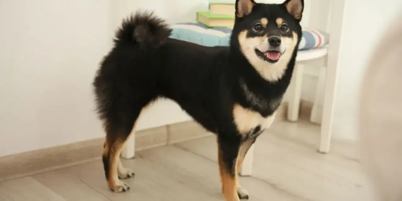 Uśmiechnięty shiba inu czarny, z puszystym ogonem, stoi na drewnianej podłodze.