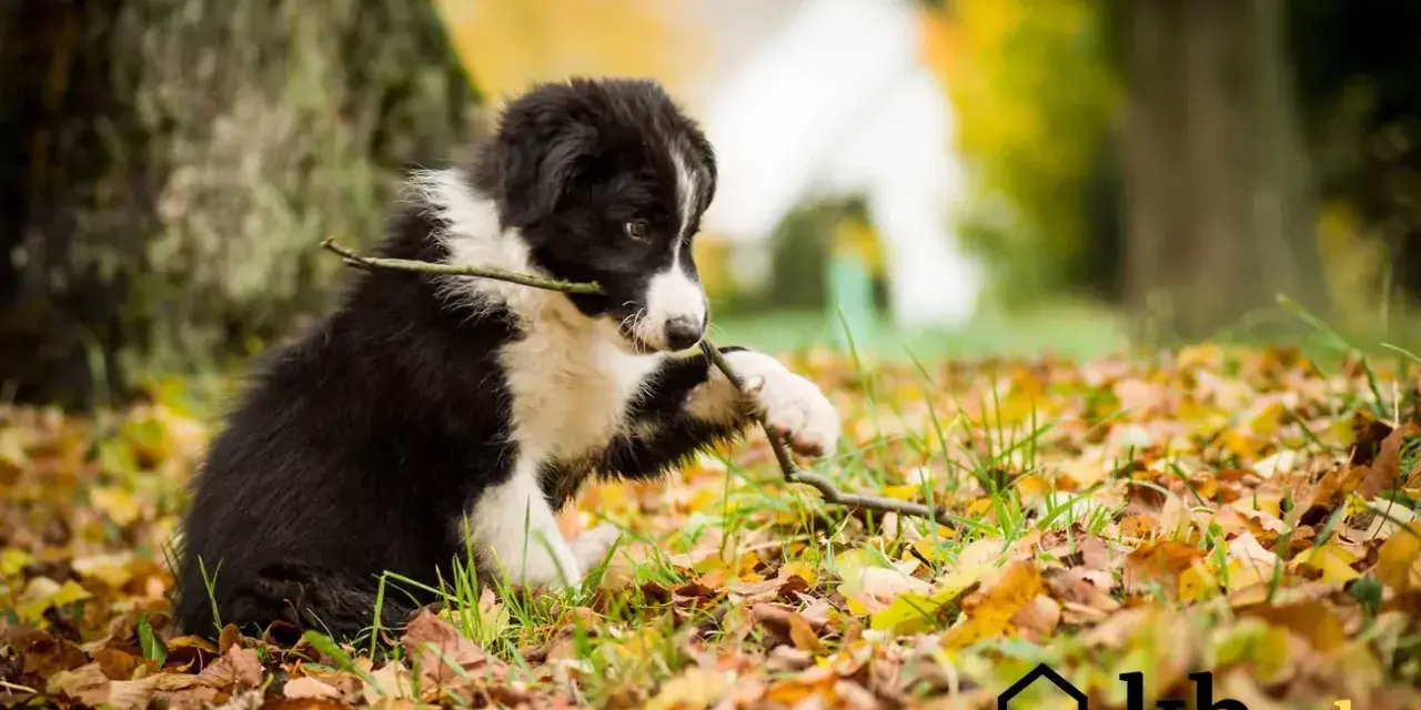 Szczeniak border collie gryzie patyk na tle jesiennych liści. Zastanawiasz się, ile kosztuje border collie?