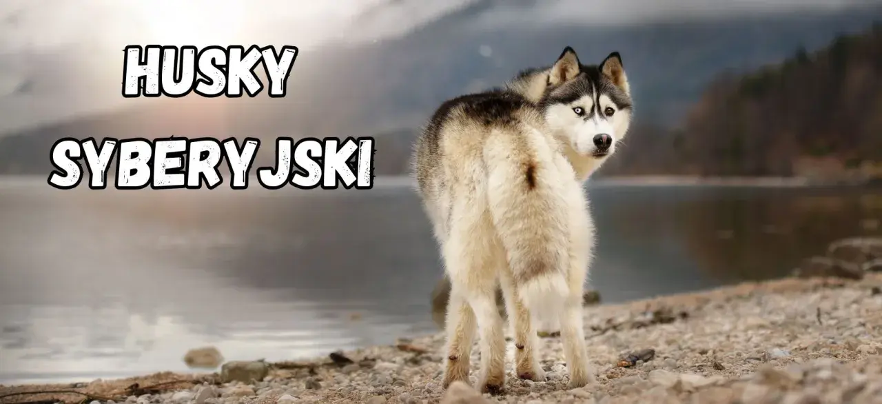 Husky syberyjski z dwukolorowymi oczami, o przyjaznym usposobieniu, stoi nad jeziorem.