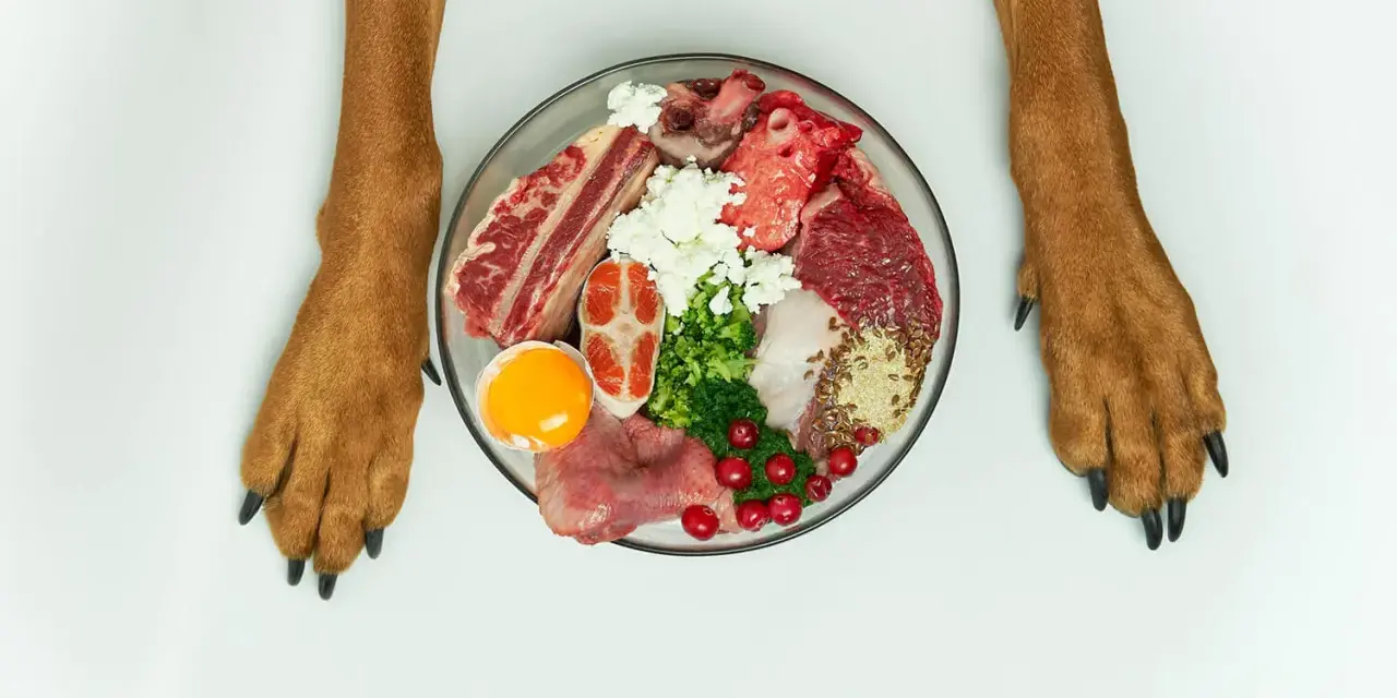 Miseczka z jedzeniem dla psa: surowe mięso, ryba, jajko, ser biały, brokuły i żurawina. Idealna dieta dla psa.