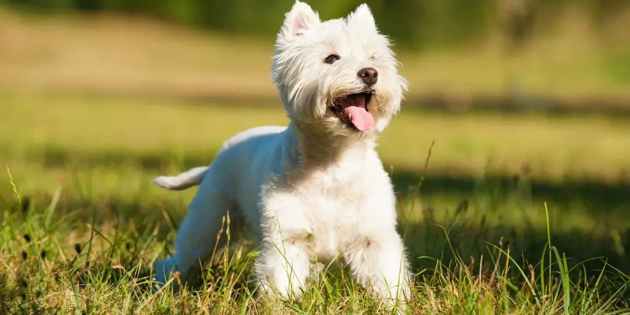 Wesoły terrier biały z językiem na wierzchu, cieszący się słońcem na zielonej łące.