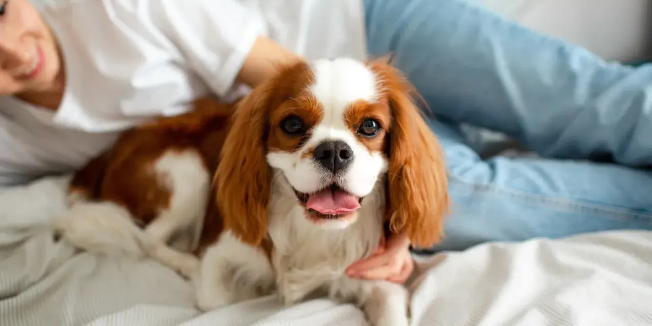 Uroczy Cavalier King Charles Spaniel, jedna z popularnych ras psów, leży na łóżku obok uśmiechniętej osoby.
