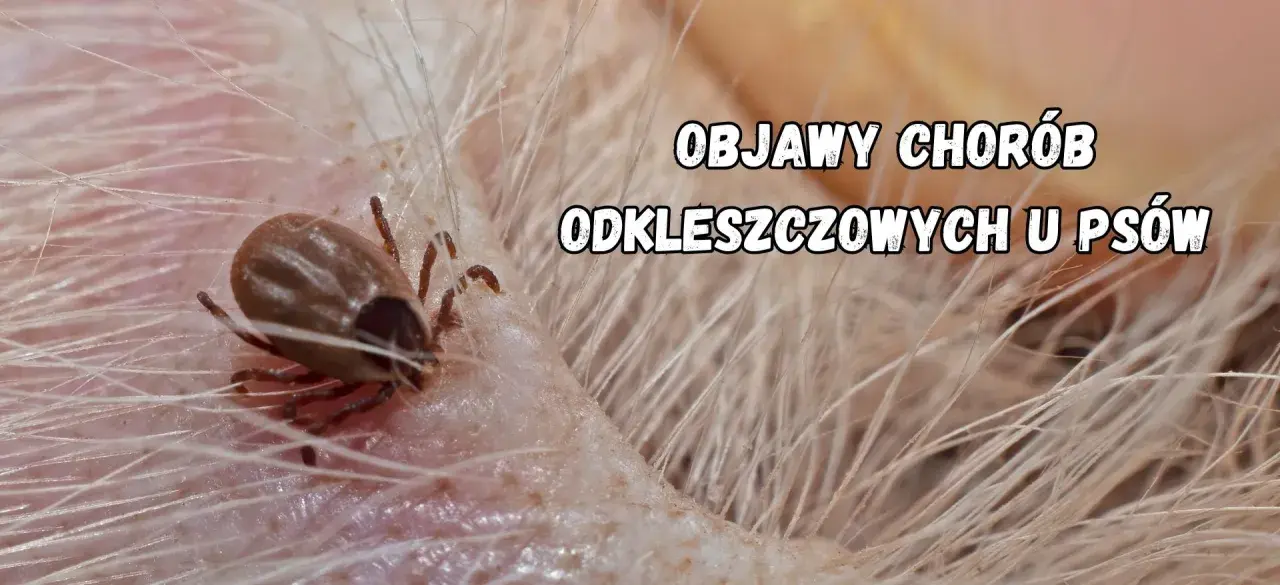 Zbliżenie na kleszcza psiego wgryzionego w skórę psa. Tekst informuje o objawach chorób odkleszczowych u psów.