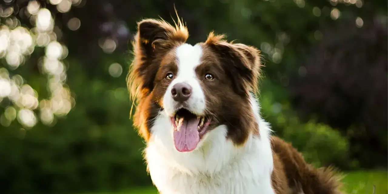 Rasy psów dla aktywnych: radosny border collie z językiem na wierzchu, gotowy do zabawy na łonie natury.
